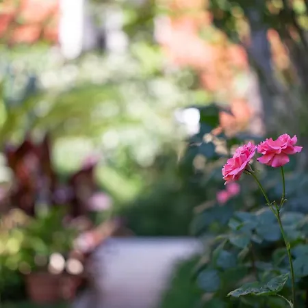 Luci A'mmare * 阿布鲁齐的罗塞托