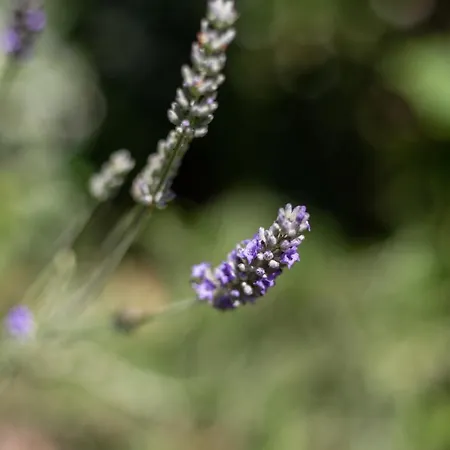 Luci A'mmare * 阿布鲁齐的罗塞托