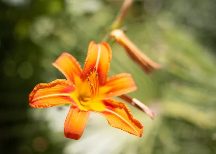 Luci A'mmare Bed and breakfast