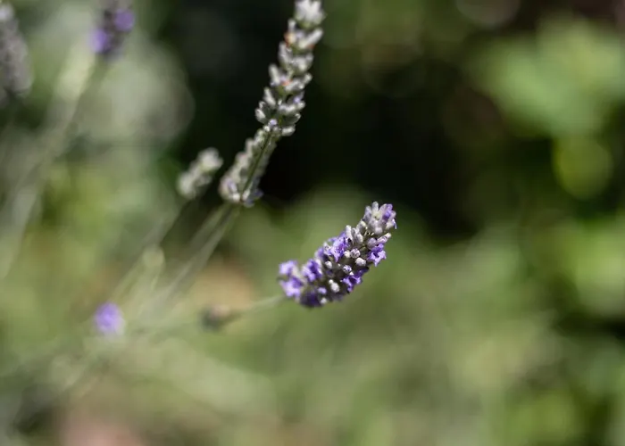 Luci A'mmare * Roseto Degli Abruzzi